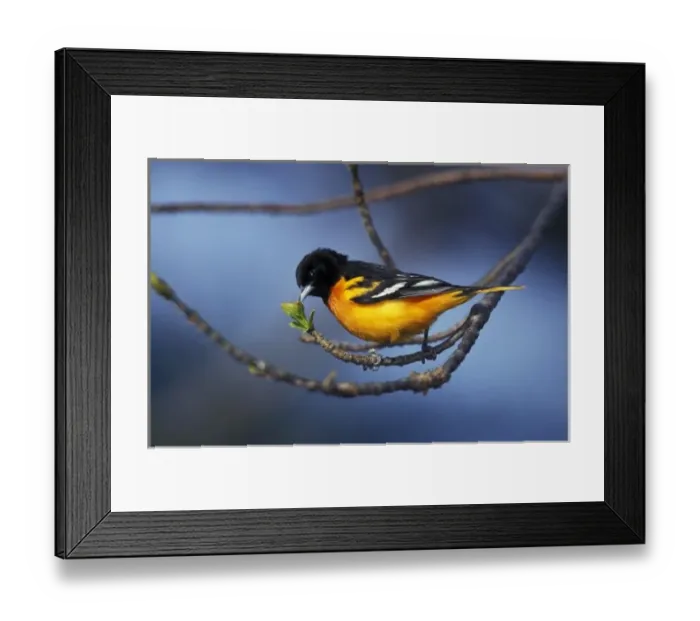 Framed Print : Male Northern Oriole, formerly Baltimore Oriole (Icterus galbula)