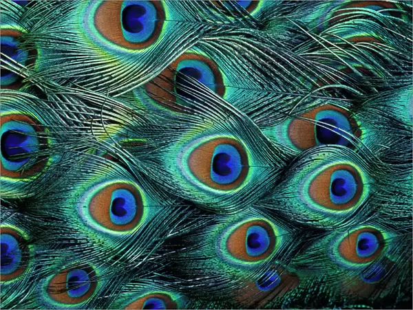 Pattern in male peacock feathers