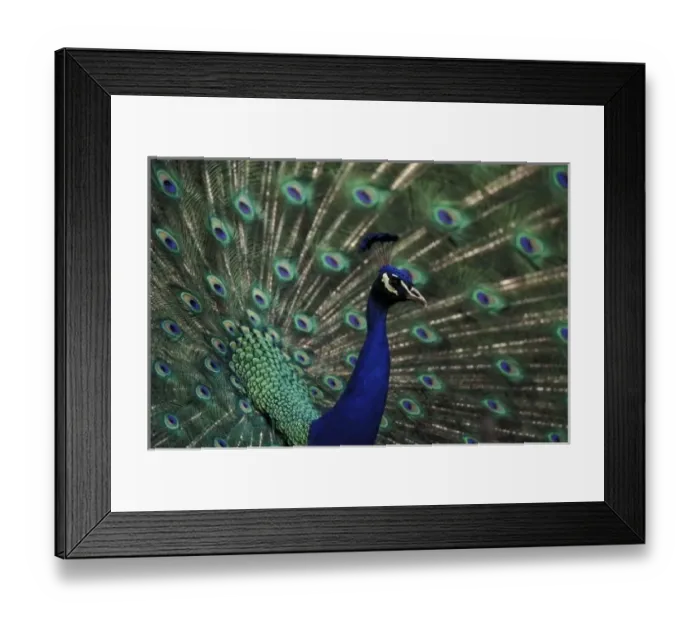Framed Print : Male peacock displaying feathers for female Framed Print : Male peacock displaying feathers for female