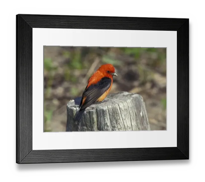 Framed Print : Nature, Fauna Framed Print : Nature, Fauna