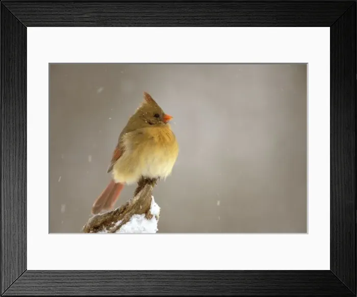 Framed Print : Female northern Framed Print : Female northern