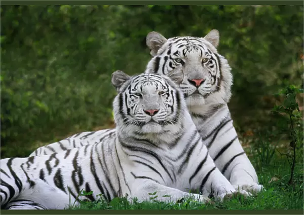 White phase, Bengal Tiger, Tigris