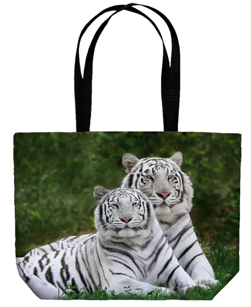 White phase, Bengal Tiger, Tigris