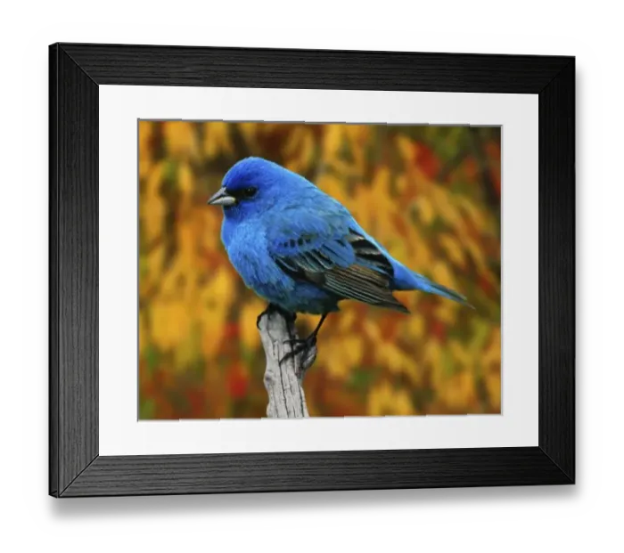 Framed Print : Male Indigo Bunting, Passerina cyanea Framed Print : Male Indigo Bunting, Passerina cyanea