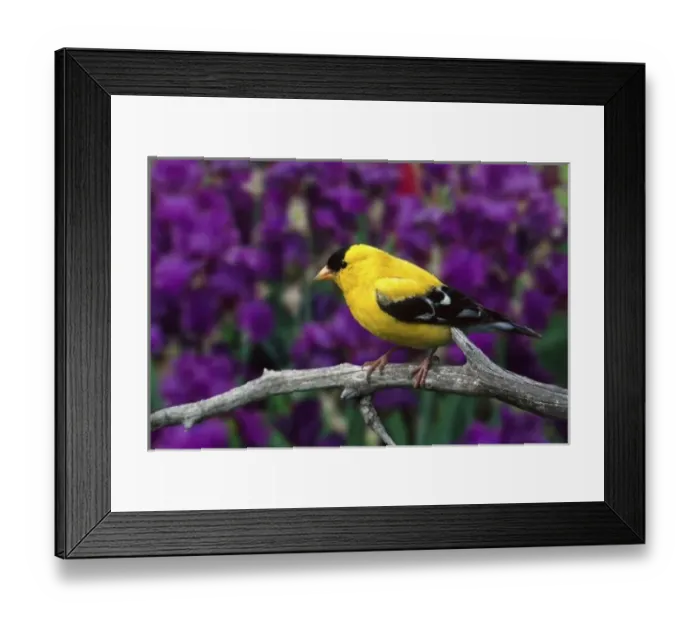 Framed Print : Male, American Goldfinch in summer plumage, Carduelis tristis