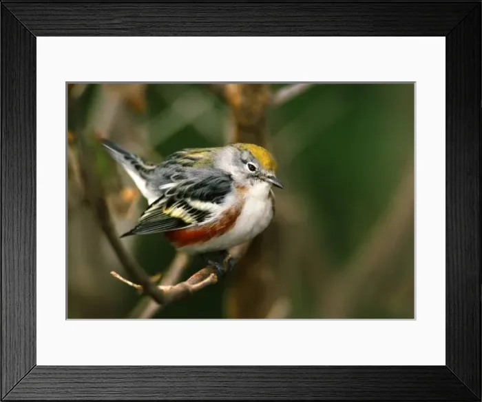 Framed Print : Male Chestnut-sided