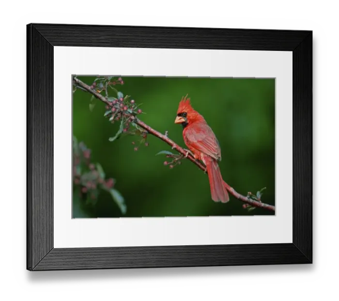 Framed Print : Male Northern Cardinal, Cardinalis