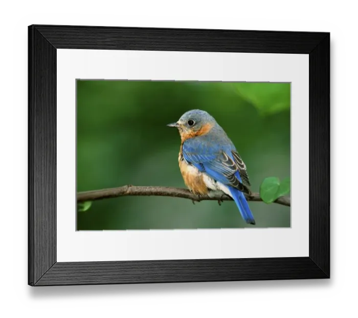 Framed Print : Female Eastern Bluebird, Sialia sialis Framed Print : Female Eastern Bluebird, Sialia sialis