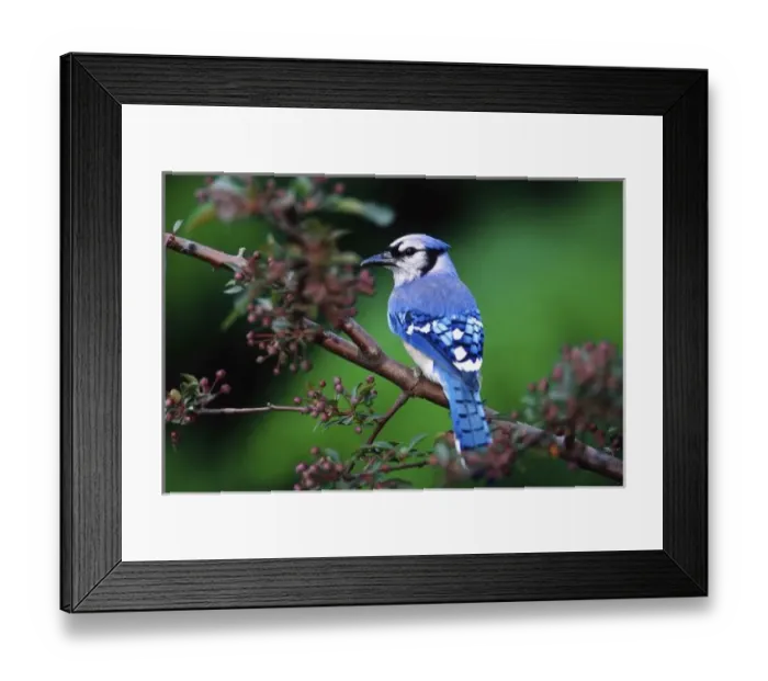 Framed Print : Blue Jay, Cyaoncitta cristata Framed Print : Blue Jay, Cyaoncitta cristata
