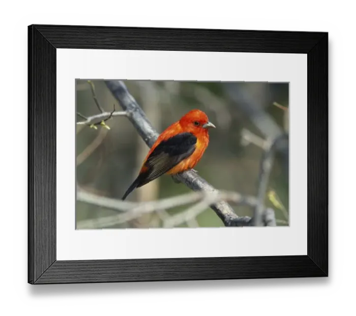 Framed Print : Male Scarlet Tanager