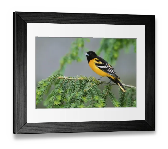 Framed Print : Male Baltimore Oriole, Icterus galbula, Male Baltimore Oriole, Icterus galbula Framed Print : Male Baltimore Oriole, Icterus galbula, Male Baltimore Oriole, Icterus galbula