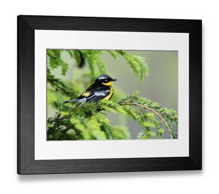 Framed Print : Male Magnolia Warbler, Dendroica magnolia Framed Print : Male Magnolia Warbler, Dendroica magnolia