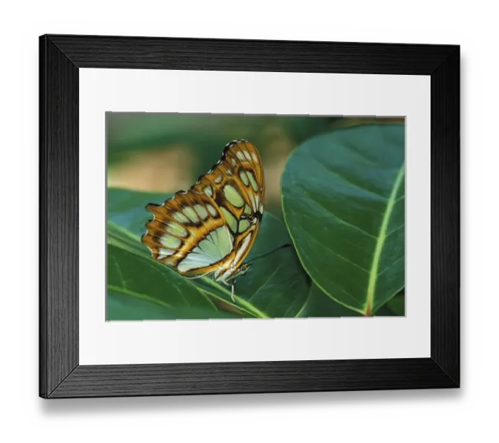 Framed Print : Malachite Butterfly Framed Print : Malachite Butterfly