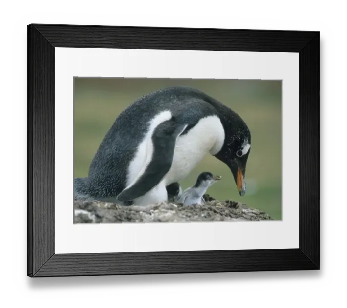 Framed Print : Gentoo Penuin, (Pygoscelis papua), Falkland Islands, feeding chick Framed Print : Gentoo Penuin, (Pygoscelis papua), Falkland Islands, feeding chick