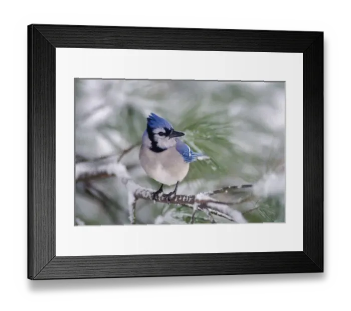 Framed Print : Blue Jay, Cyanocitta cristata Framed Print : Blue Jay, Cyanocitta cristata