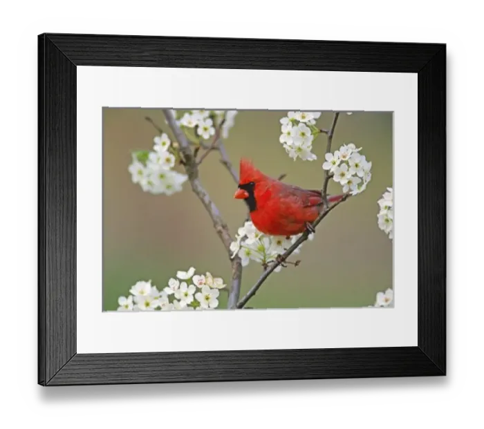 Framed Print : Male Northern Cardinal Framed Print : Male Northern Cardinal