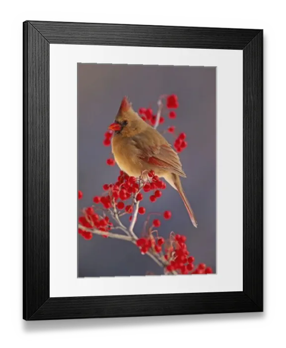 Framed Print : Female Northern Cardinal among hawthorn berries, Cardinalis Framed Print : Female Northern Cardinal among hawthorn berries, Cardinalis
