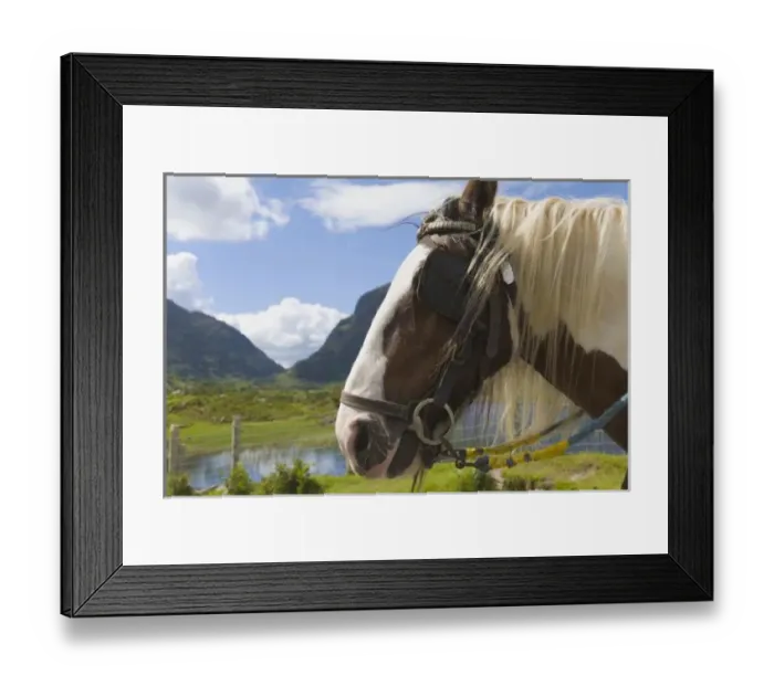 Framed Print : Horse, Gap of Dunloe Framed Print : Horse, Gap of Dunloe