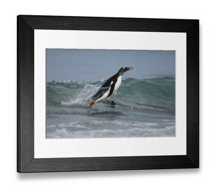 Framed Print : Gentoo Penguin (Pygoscelis papua) coming in on the surf. Pebble Island, off north