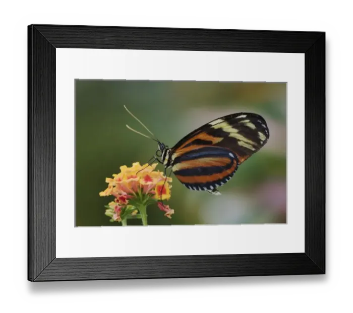 Framed Print : Tiger butterfly Framed Print : Tiger butterfly