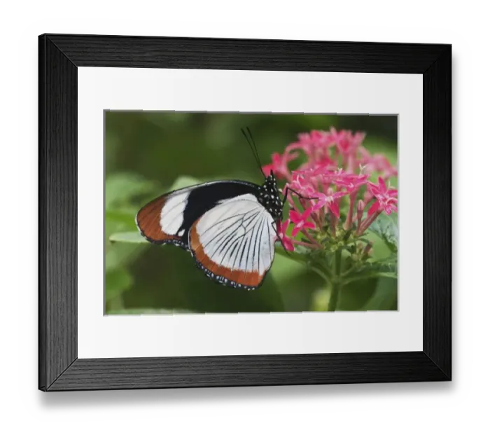 Framed Print : Butterfly from Africa Framed Print : Butterfly from Africa