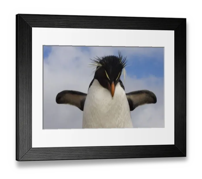 Framed Print : Rockhopper Penguin (Eudyptes chrysocome chrysocome) Pebble Island, off north coast of West Falkland