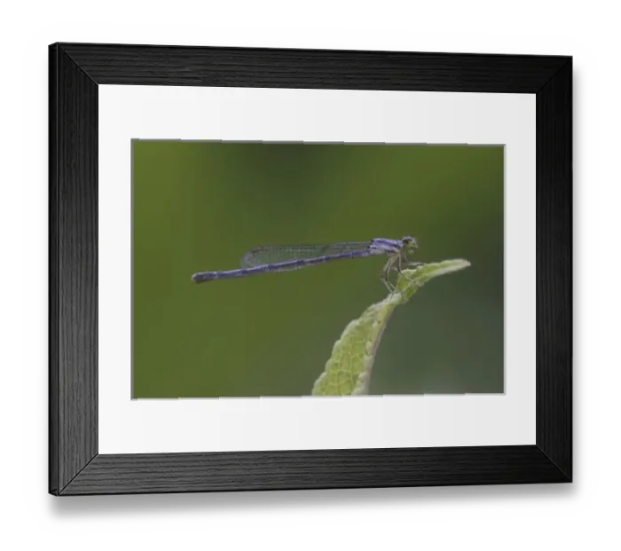 Framed Print : Damselfly, Argia spp