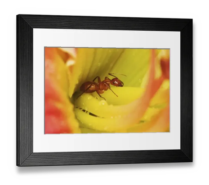 Framed Print : Red Ant, Formica Framed Print : Red Ant, Formica