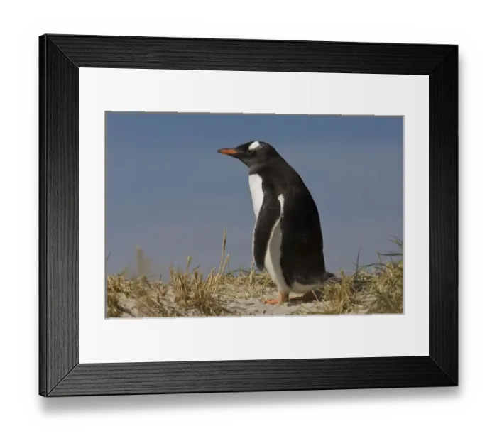Framed Print : Gentoo Penguin (Pygoscelis papua) on Keppel Island, off north coast of West Falkland Framed Print : Gentoo Penguin (Pygoscelis papua) on Keppel Island, off north coast of West Falkland
