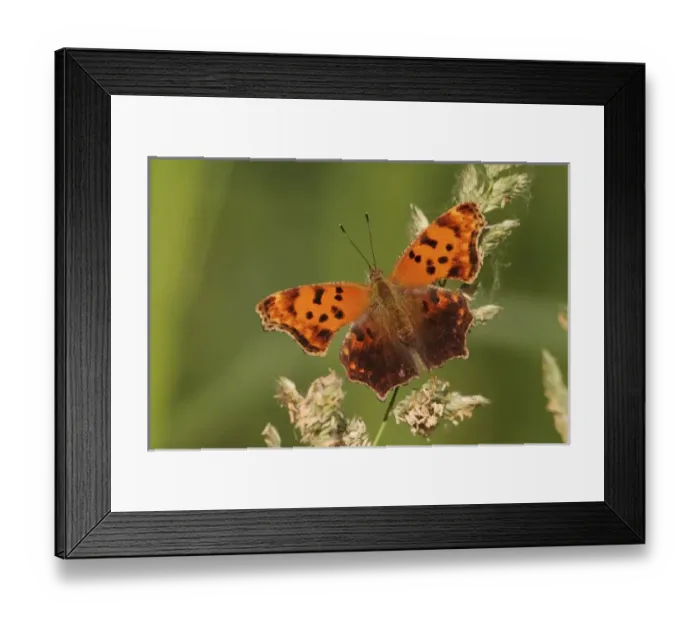 Framed Print : Question Mark butterfly, Polygonia interrogationis