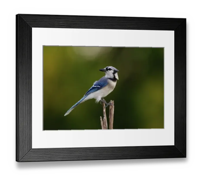 Framed Print : Blue Jay, Cyaoncitta cristata Framed Print : Blue Jay, Cyaoncitta cristata