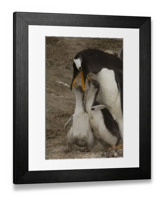 Framed Print : Gentoo Penguin Framed Print : Gentoo Penguin