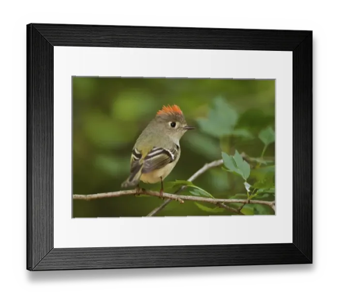 Framed Print : Male Ruby-crowned Kinglet, Regulus calendula