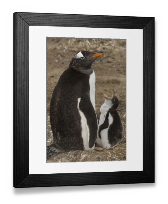 Framed Print : Gentoo Penguin (Pygoscelis papua) and chick wants to be fed, onKeppel Island, off Framed Print : Gentoo Penguin (Pygoscelis papua) and chick wants to be fed, onKeppel Island, off