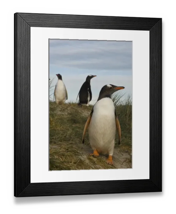 Framed Print : South America, Falkland Islands