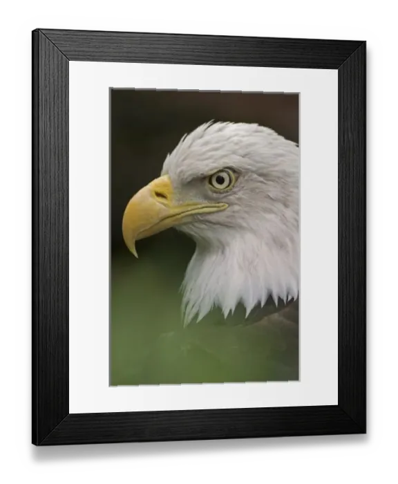 Framed Print : Adult Bald Eagle Framed Print : Adult Bald Eagle