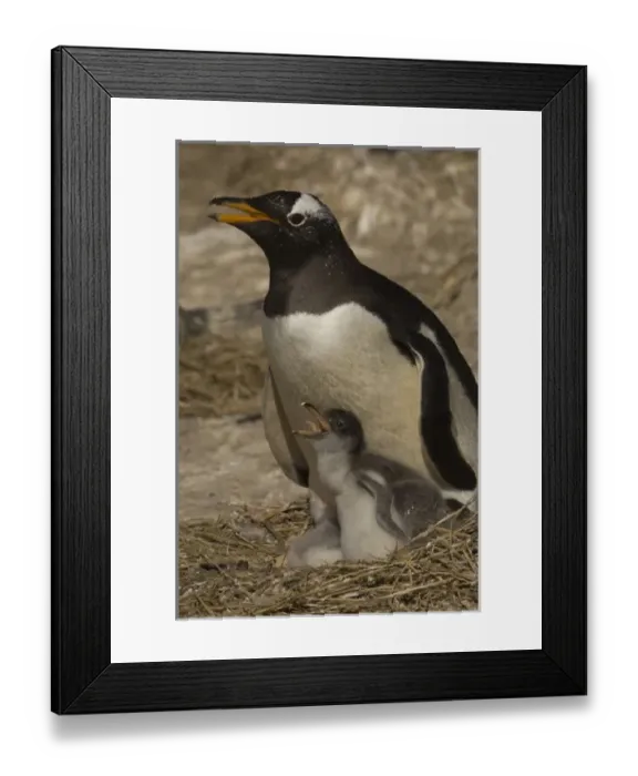 Framed Print : Gentoo Penguin (Pygoscelis papua) and chicks. These penguins, are resident and breed Framed Print : Gentoo Penguin (Pygoscelis papua) and chicks. These penguins, are resident and breed
