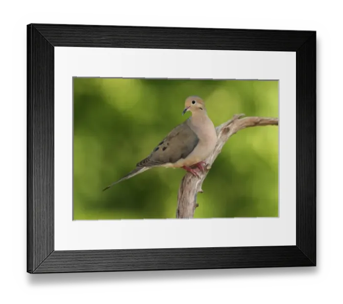 Framed Print : Mourning Dove Framed Print : Mourning Dove