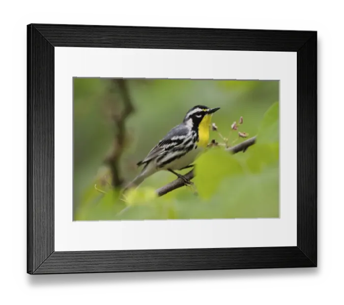 Framed Print : Male Yellow-throated Warbler Framed Print : Male Yellow-throated Warbler