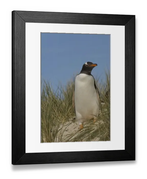 Framed Print : Gentoo Penguin (Pygoscelis papua), Keppel Island, off north coast of West Falkland Framed Print : Gentoo Penguin (Pygoscelis papua), Keppel Island, off north coast of West Falkland