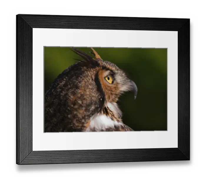 Framed Print : Great Horned Owl, Bubo virginianus, captive Framed Print : Great Horned Owl, Bubo virginianus, captive