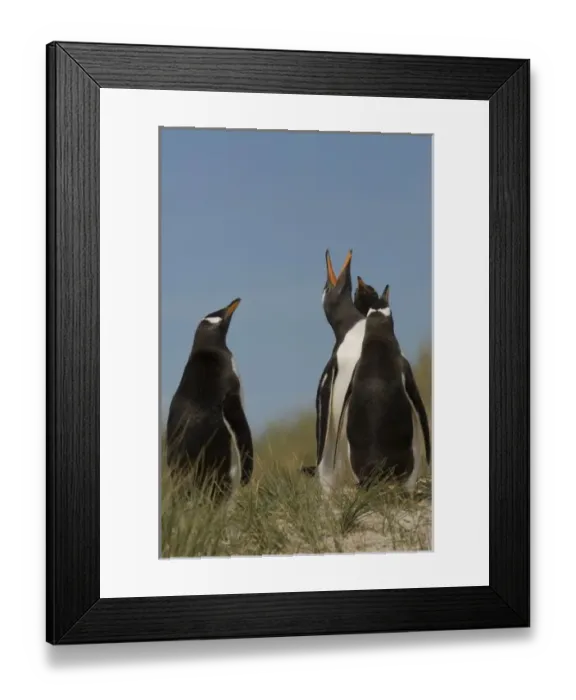 Framed Print : Gentoo Penguins (Pygoscelis papua) looking up, Keppel Island, off north coast of West Falkland Framed Print : Gentoo Penguins (Pygoscelis papua) looking up, Keppel Island, off north coast of West Falkland