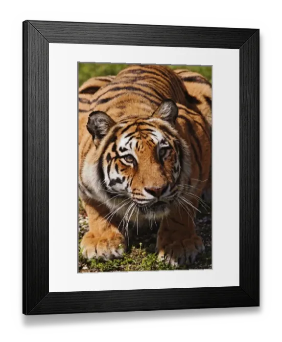 Framed Print : Bengal Tiger, Panthera Framed Print : Bengal Tiger, Panthera