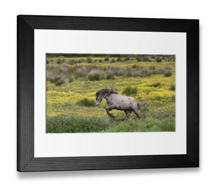 Framed Print : A horse running Framed Print : A horse running