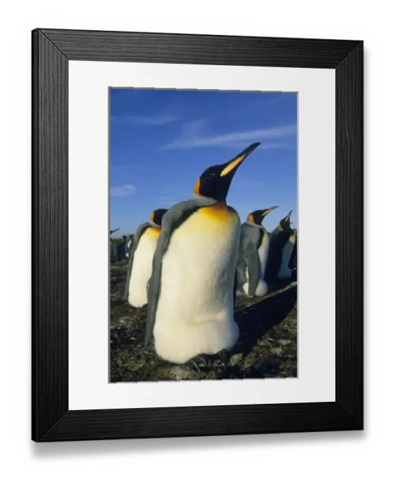 Framed Print : King Penguin, (Aptenodytes patagonicus), incubating, Volunteer Point, Falkland Islands Framed Print : King Penguin, (Aptenodytes patagonicus), incubating, Volunteer Point, Falkland Islands