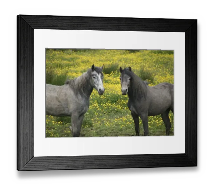 Framed Print : In Western Ireland, two horses with long flowing manes, in a field of yellow wildflowers Framed Print : In Western Ireland, two horses with long flowing manes, in a field of yellow wildflowers