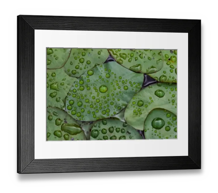 Framed Print : Early morning dewdrops on lily pads, Laurel Lake, near Bandon, Oregon