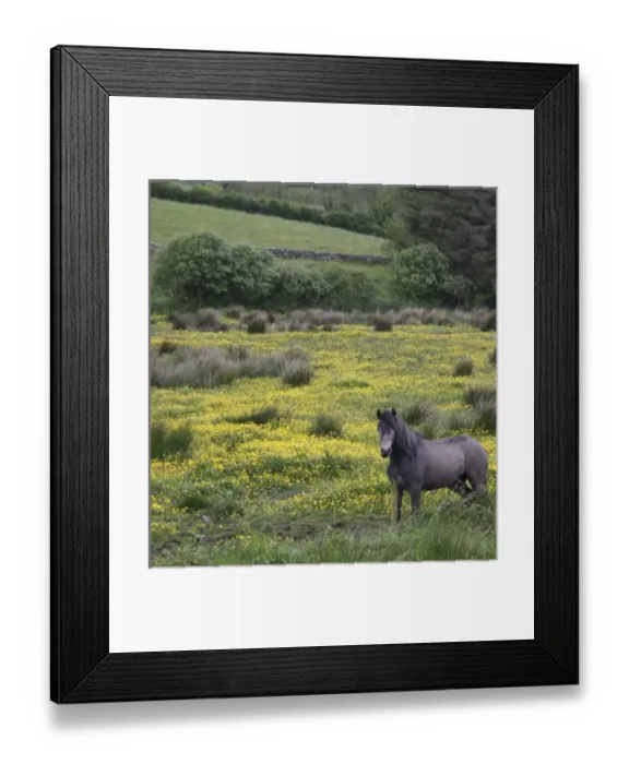 Framed Print : In Western Ireland, a horse stands in a bright field of yellow wildflowers Framed Print : In Western Ireland, a horse stands in a bright field of yellow wildflowers