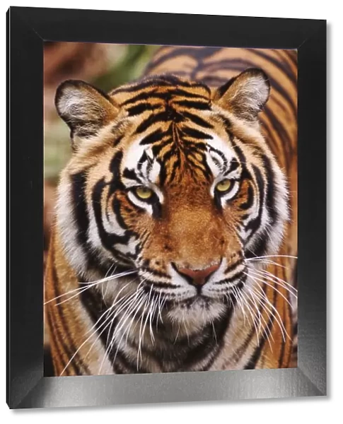 Bengal Tiger, Panthera tigris