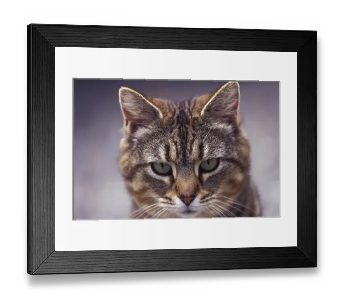 Framed Print : USA, Kentucky, Louisville, Close-up of cat